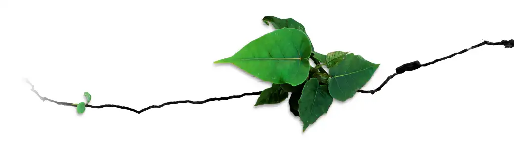 Cet blaadje